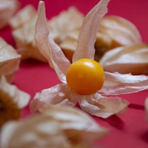 Wholesale Cape Gooseberry Physalis Goldenberry Bulk