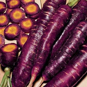 Wholesale Carrot Cosmic Purple Bulk