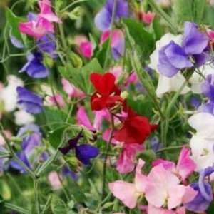 Wholesale Sweet Pea Colorama Seeds Multiflora Amazing Scent ! Bulk