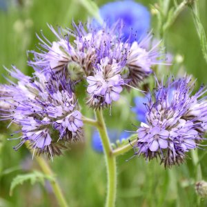 Wholesale Purple Tansy Annual Seeds Phacelia Tanacetifolia Green Manure Bulk