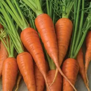 Wholesale Carrot Short n Sweet Seeds Bulk