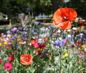 Biodversity Flower Mix Create a pollinator-friendly garden Very Colourful