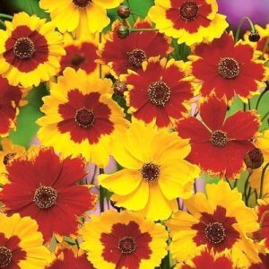 Wholesale Tickseed Coreopsis Tinctoria Semi Tall Bulk