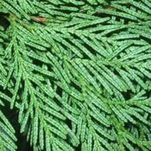 Western Red Cedar Seeds Thuja plicata