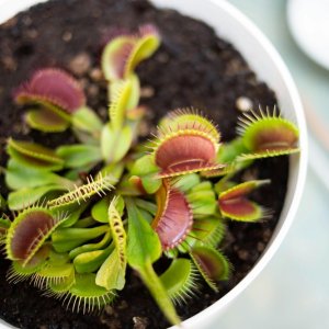 Venus Flytrap Seeds Dionaea Muscipula Carnivorous Plant