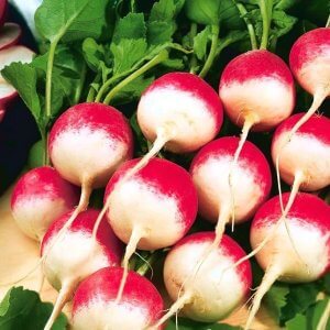 Wholesale Radish National Sparkler Crunchy Radish Bulk