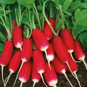 Wholesale Radish Warta Crisp Mild but Flavoursome Radish Bulk