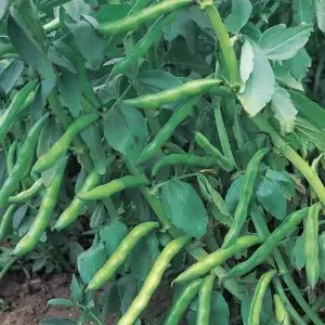 Wholesale Broad Beans Aquadulce Claudia Seeds Sachets for Charities Fund Raising & Education Promotional Schools Veg