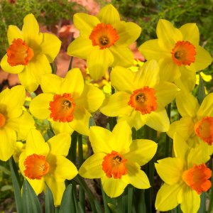 Wholesale Daffodil Red Devon Bulbs- Large 5Kg Sack