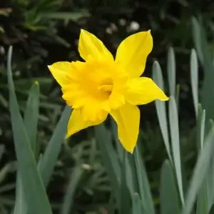 Wholesale Daffodil Yellow Trumpet Bulbs- Large 3Kg Sack
