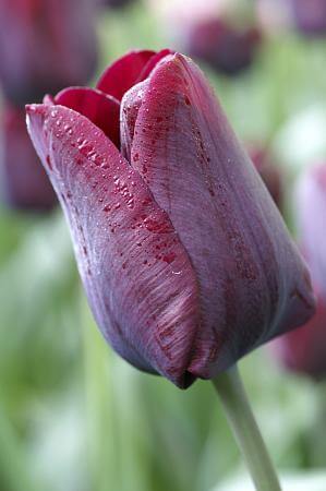 Tulip Ronaldo Stunning Tulips Spring Bulbs