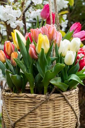 Tulip Single Early Mixed SPRING BULBS - Budget Seeds