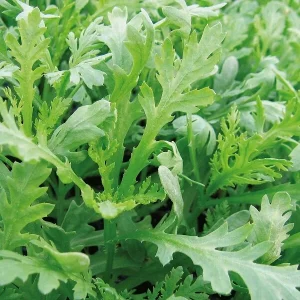 Wholesale Chop Suey Greens Seeds Chrysanthemum Coronarium Bulk