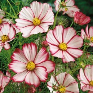 Wholesale Cosmos Bipinnatus Sensation Picotee Bulk