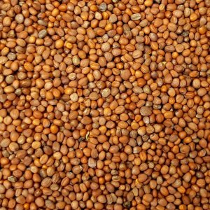 Wholesale Fodder Radish Bulk