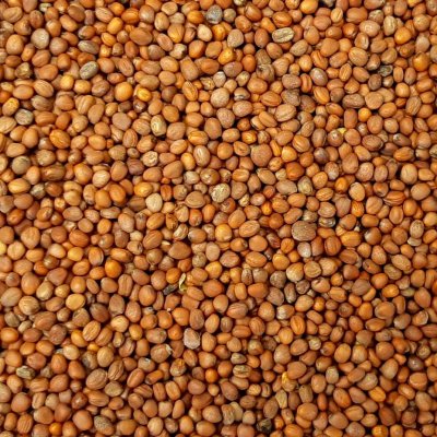 Wholesale Fodder Radish Bulk - Budget Seeds