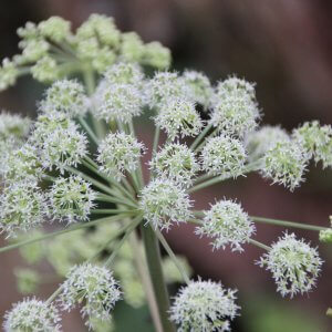 Wholesale Angelica Bulk
