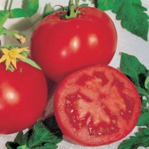 Wholesale Tomato Campbell 33 Bulk