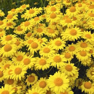 Wholesale Golden Marguerite Dyer's Chamomile Herb Wild Flower Bulk