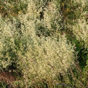 Wholesale Hedge Bedstraw Wild Flower Seeds Bulk