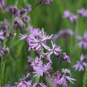 Wholesale Ragged Robin Wild Flower Lychnis flos-cuculi Bulk
