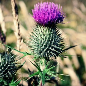 Wholesale Scottish Thistle Onopordum Acanthium Cotton, Common Thistle Seeds Bulk