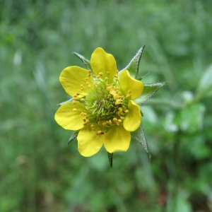Wood Avens Herb Wild Flower Seeds Geum urbanum
