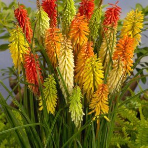 Wholesale Red Hot Poker Uvaria Tritoma Mixed Bulk