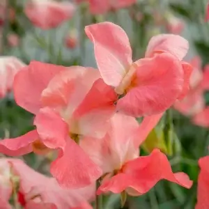 Wholesale Sweet Pea Spencer Princess Elizabeth Bulk Sweet Peas Bulk Lathyrus Odoratus Spencer