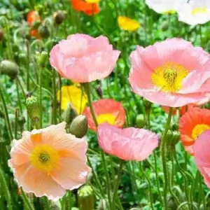 Wholesale Poppy Papaver Artists Glory Victory Giants mixed Seeds Bulk