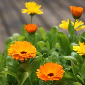 Wholesale Pot Marigold Seeds Bulk