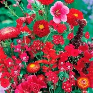 Wholesale Red Flowers Special Mix of Summer Flowers Red Shades Bulk