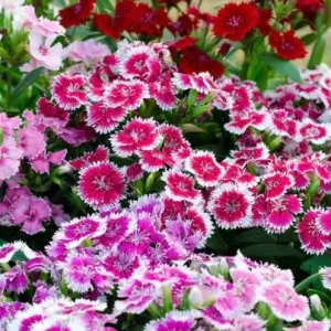Wholesale Sweet William Summertime Dianthus Barbatus Bulk