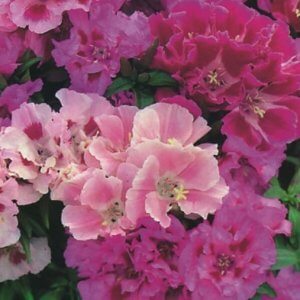 Wholesale Godetia Double Mix Bulk Clarkia Unguiculata