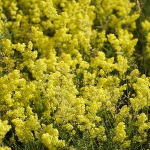 Wholesale Lady's Bedstraw Wild Flower Seeds Bulk  Gallium Verum