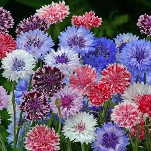 Wholesale Cornflower Polka Dot Mixed Cornflower -- Wildflower Seeds Bulk