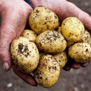 Valor Seed Potatoes  Maincrop