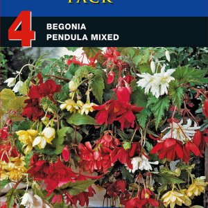 Begonia Pendula Mixed 4 Bulb Pack