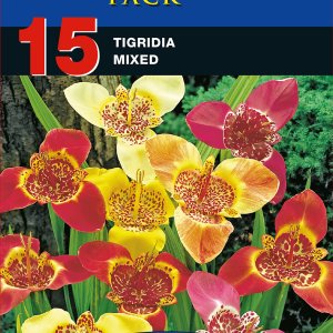 Tigridia Mixed 15 Bulb Pack
