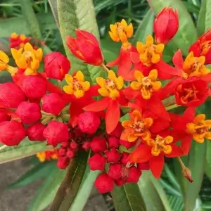 Wholesale Asclepias Curassavica Red Bulk