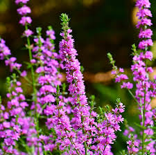 Wholesale Purple Loosestrife Wild Flower Seeds Bulk