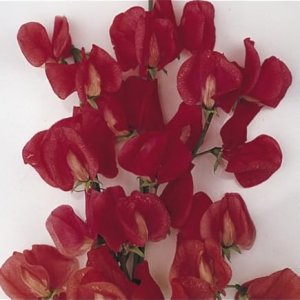 Wholesale Sweet Pea Spencer Fanny Adams Red