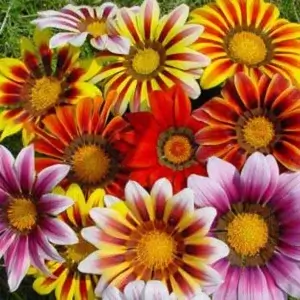 Wholesale Gazania Splendens Sunshine Hybrids