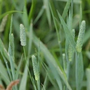 Wholesale Timothy Grass Seed Phleum Pratense