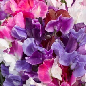 Wholesale Sweet Pea Matchmaker Mix Bulk Ruffled Flowers
