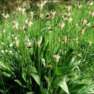 Wholesale Ribwort Plantain Seeds