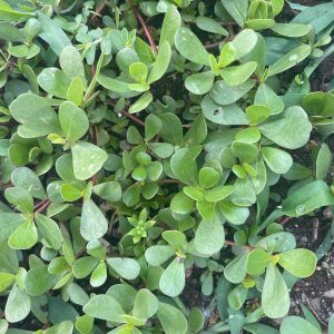 Wholesale Purslane Green Seeds Portulaca Oleracea