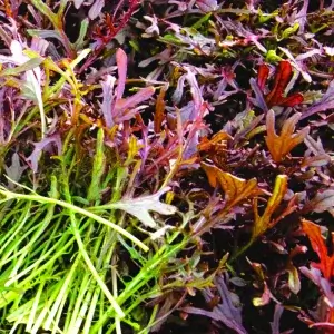 Wholesale Red Mizuna Seeds Brassica rapa var. japonica (Japanese mustard)