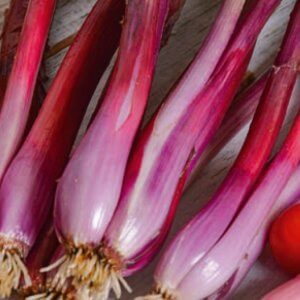 Wholesale Red Welsh Onion Commune rouge Seeds Allium fistulosum