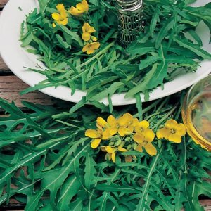 Wild Rocket Rucola Sylvetta Diplotaxis tenuifolia Perennial